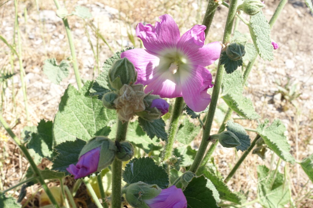 flower on dry ground